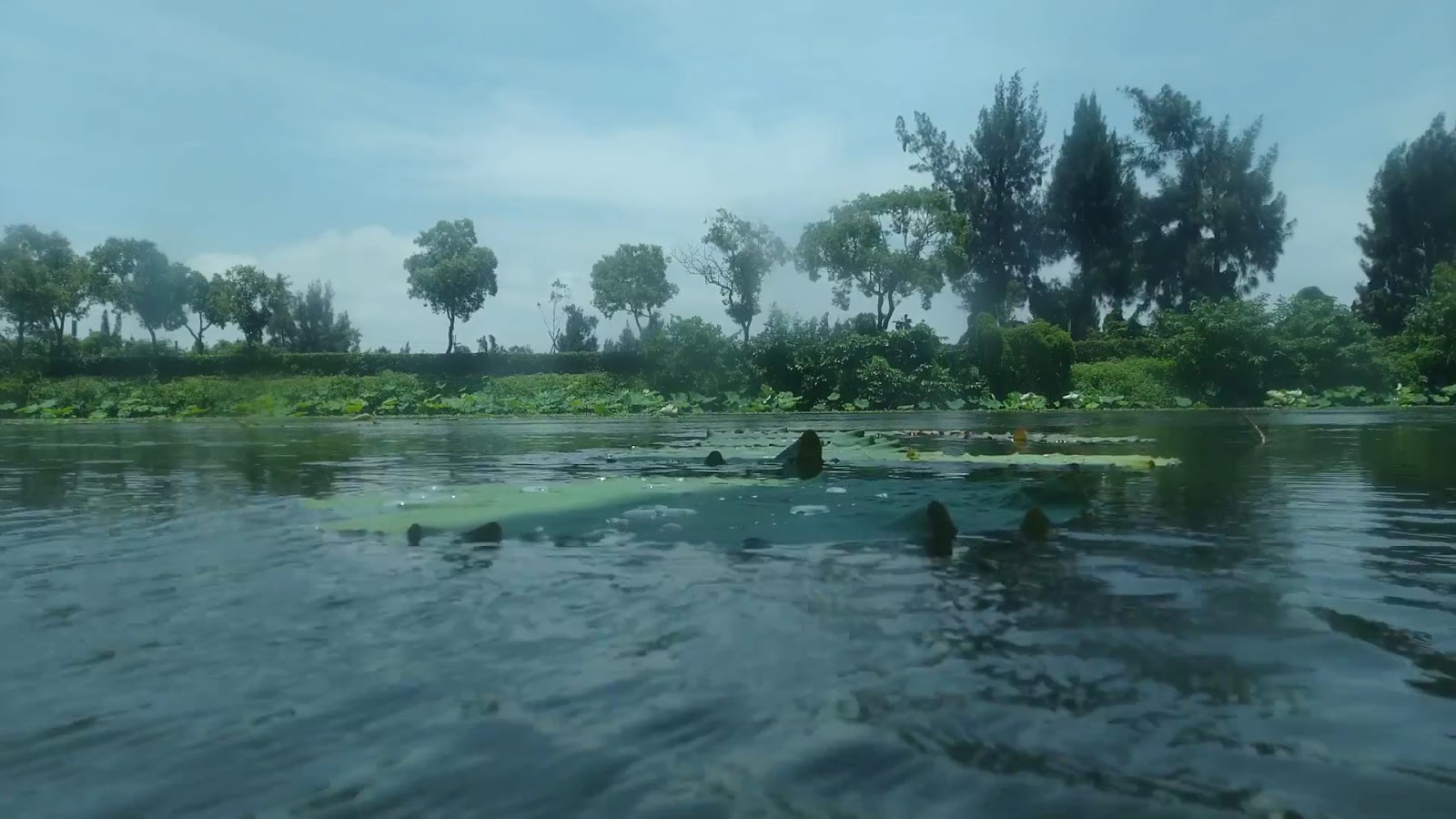 雙鯉濕地湖面荷葉水鴨