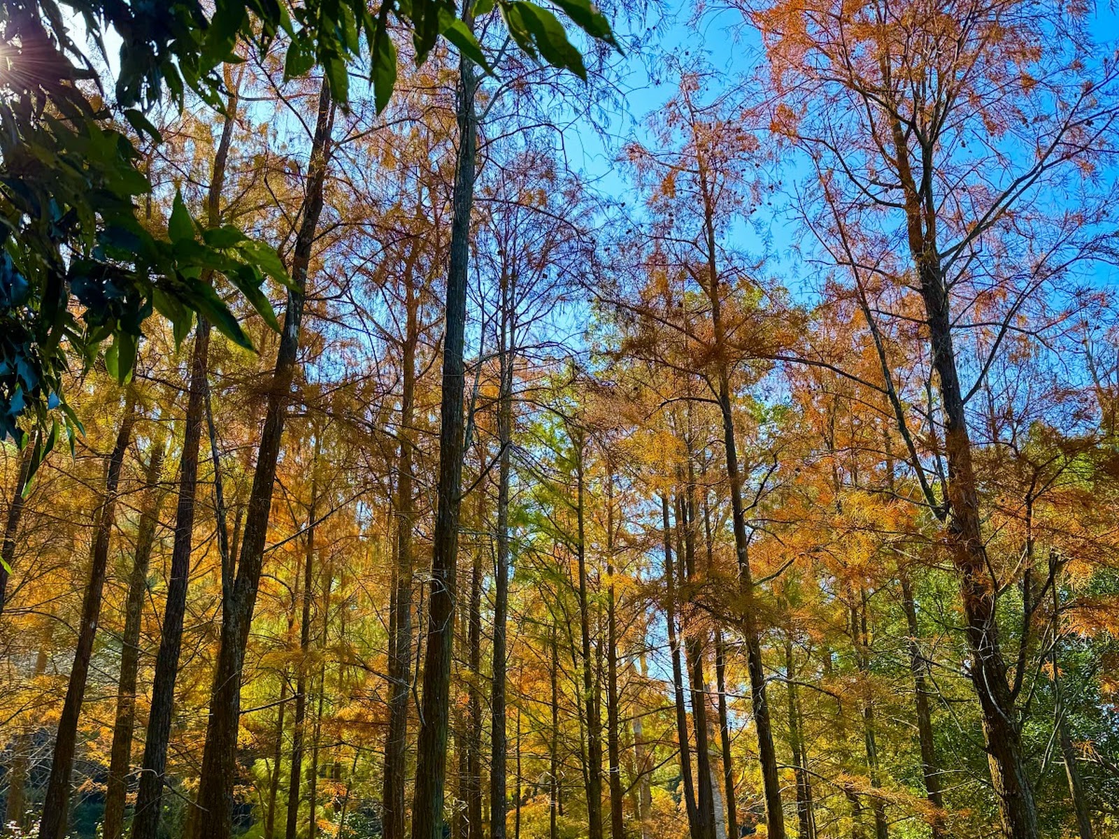如光山寺水杉林秋景轉色
