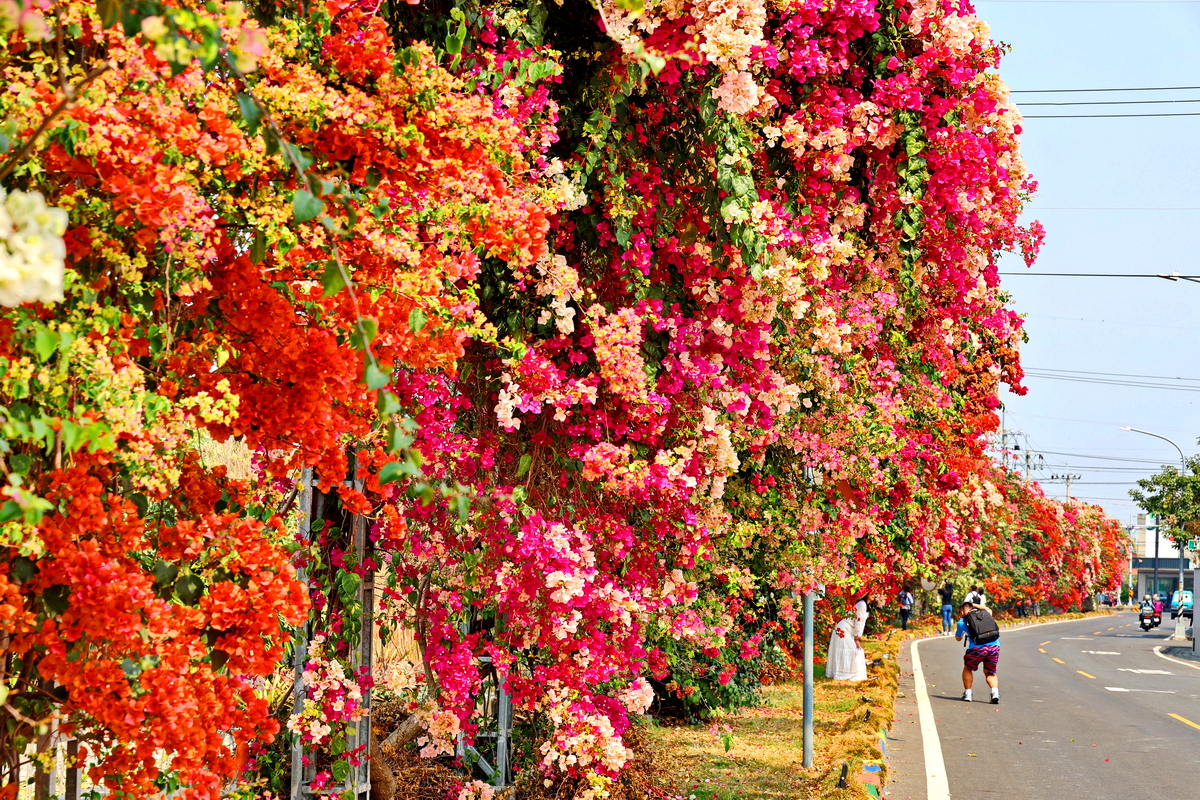 田中九重葛花牆草日金道橘紅粉白花海街景