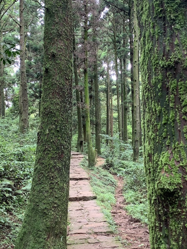 樹林中的石板步道