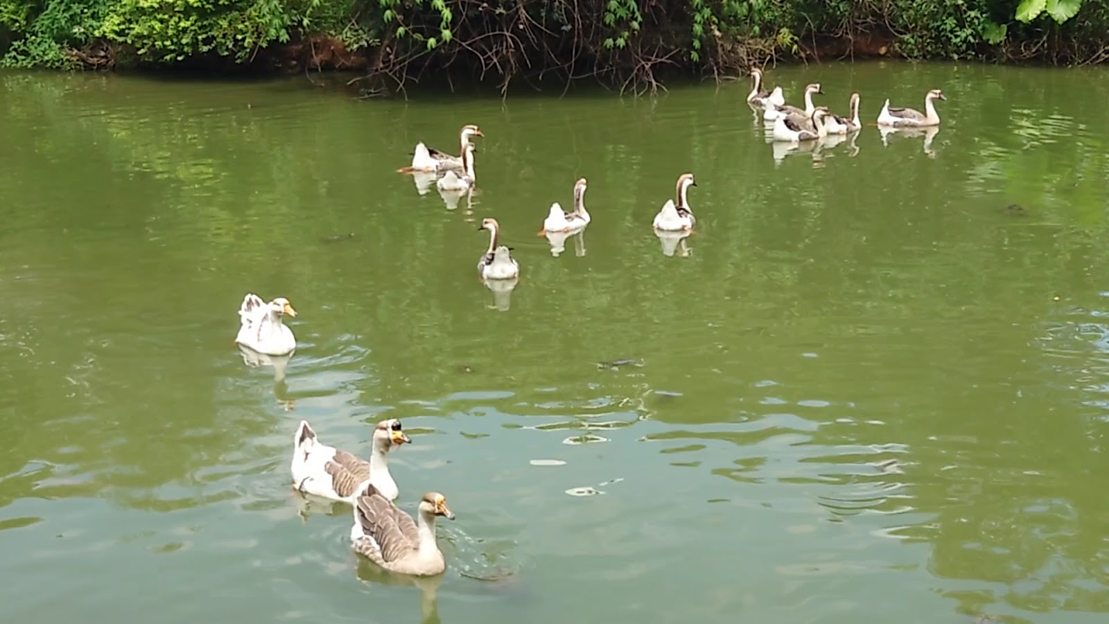 桃園八德埤塘自然生態公園 白鵝悠游埤塘水面