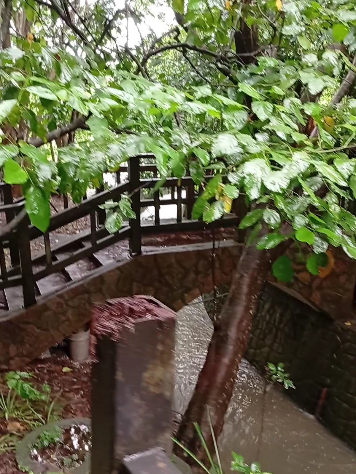雞南山自然園區木橋橫跨溪溝