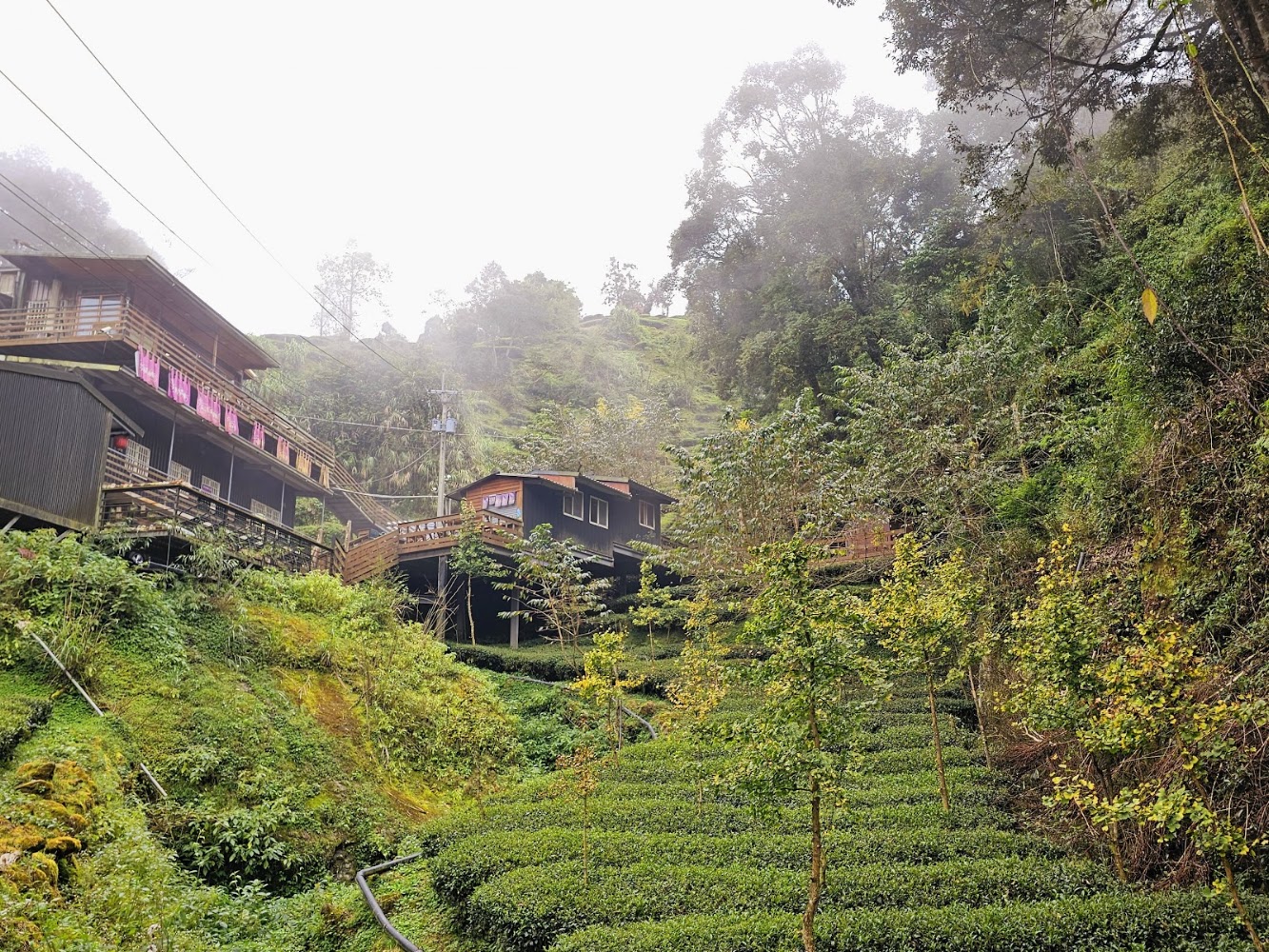 忘憂森林周邊山間茶園景色