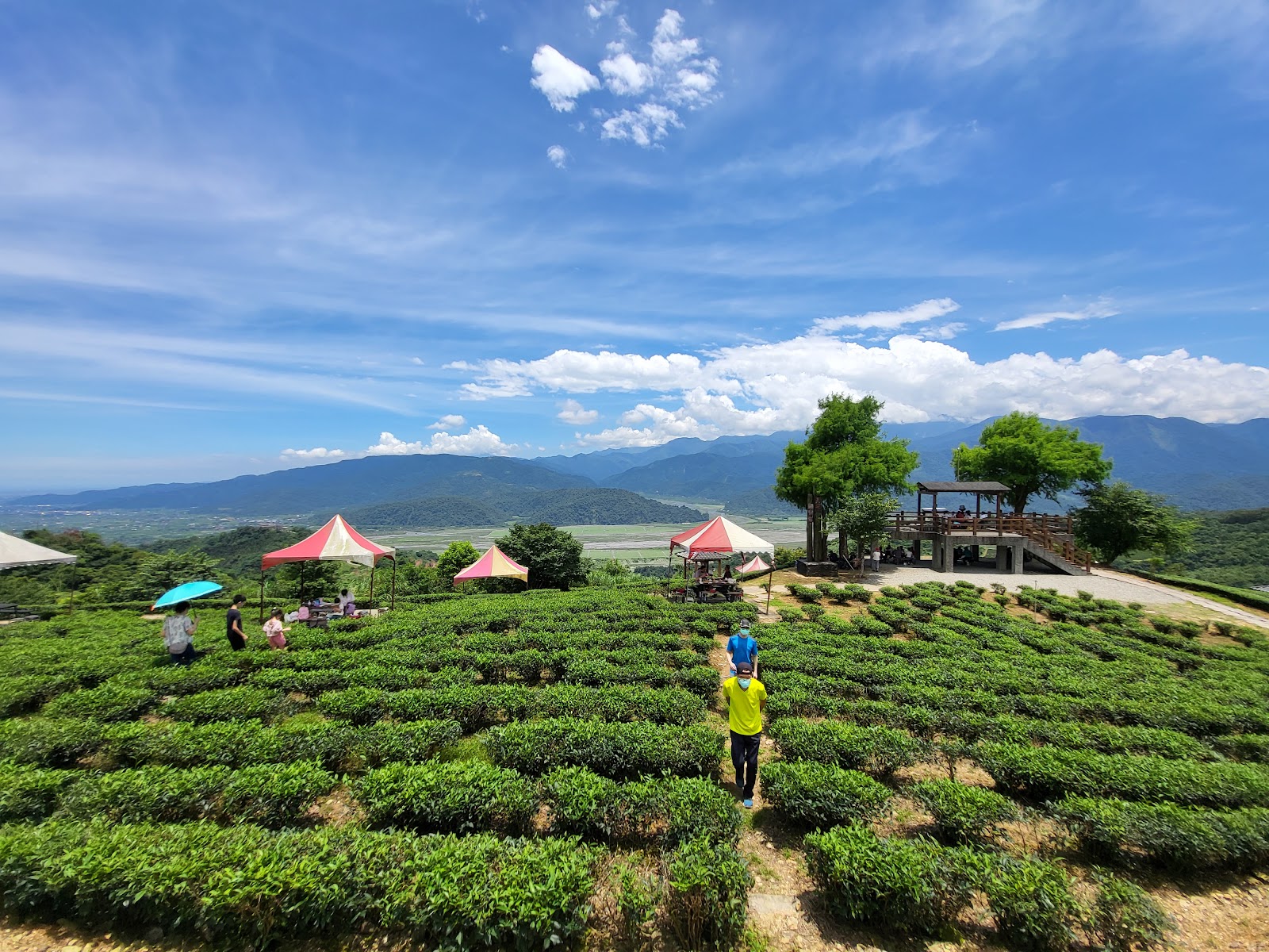 玉蘭茶園觀景台茶園步道，紅白條紋帳篷與木造觀景平台