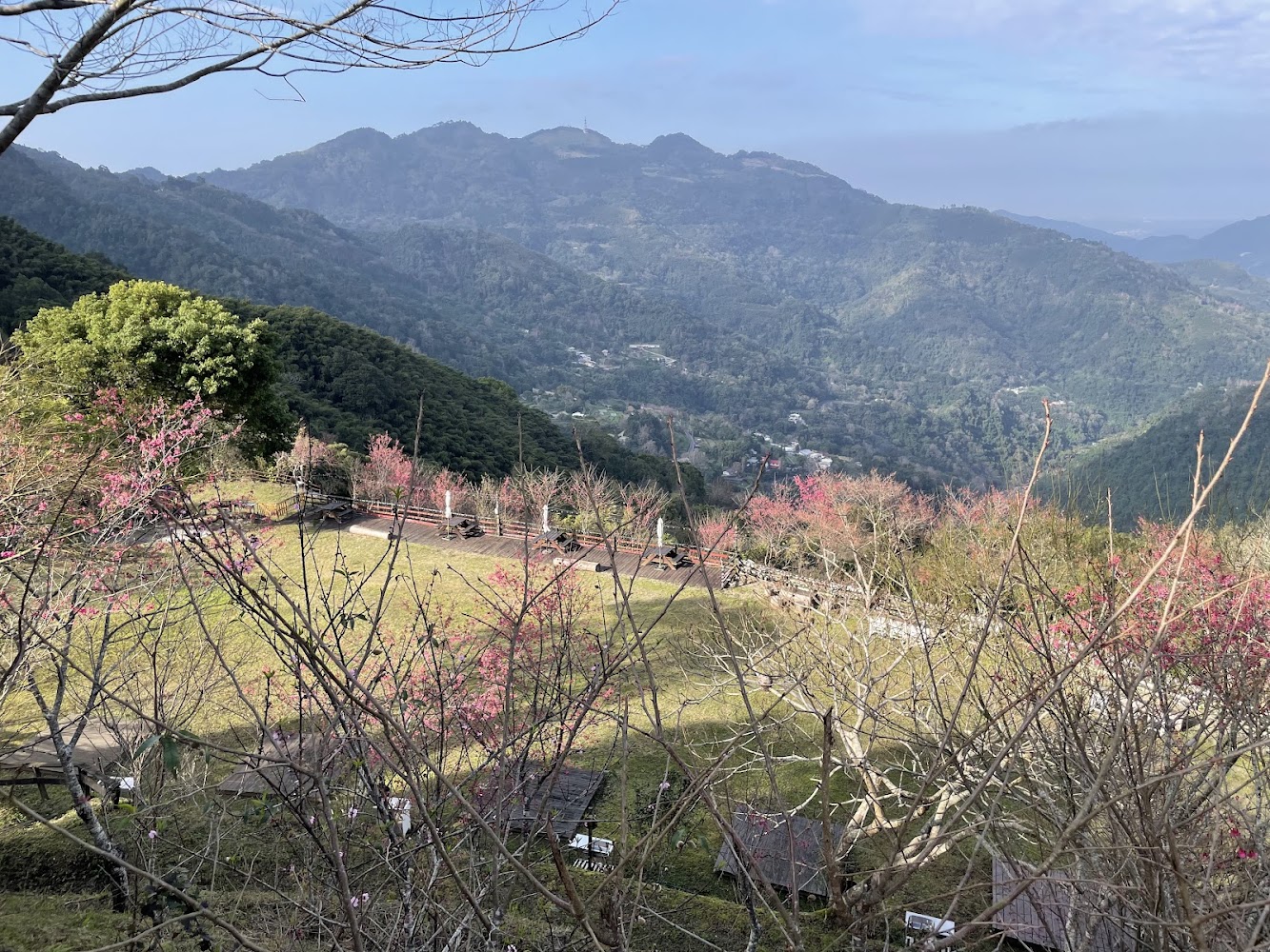山景溪谷與櫻花樹交織的開闊視野