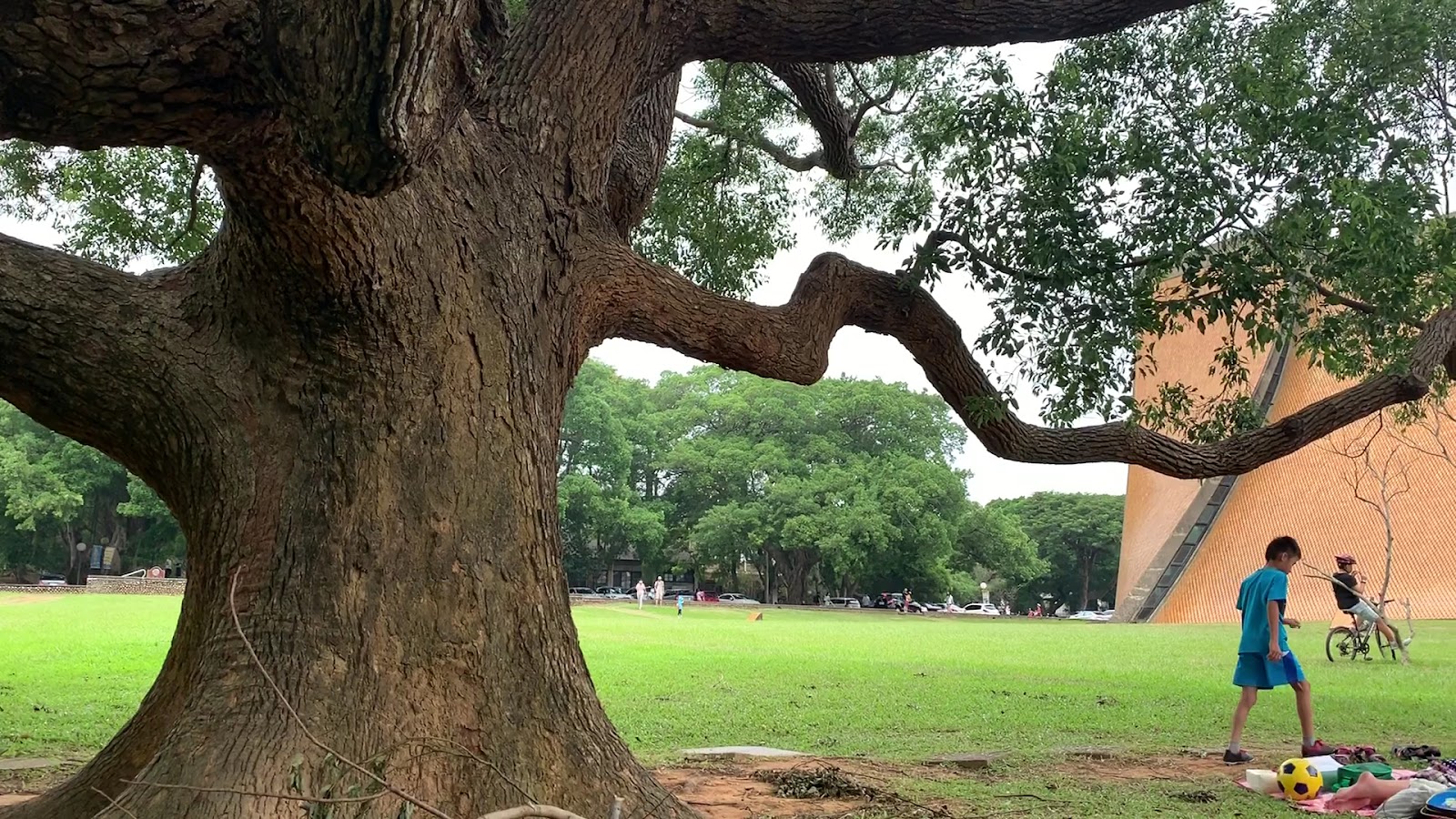 東海大學大草坪，百年老樹，孩子玩足球，路思義教堂側面可見