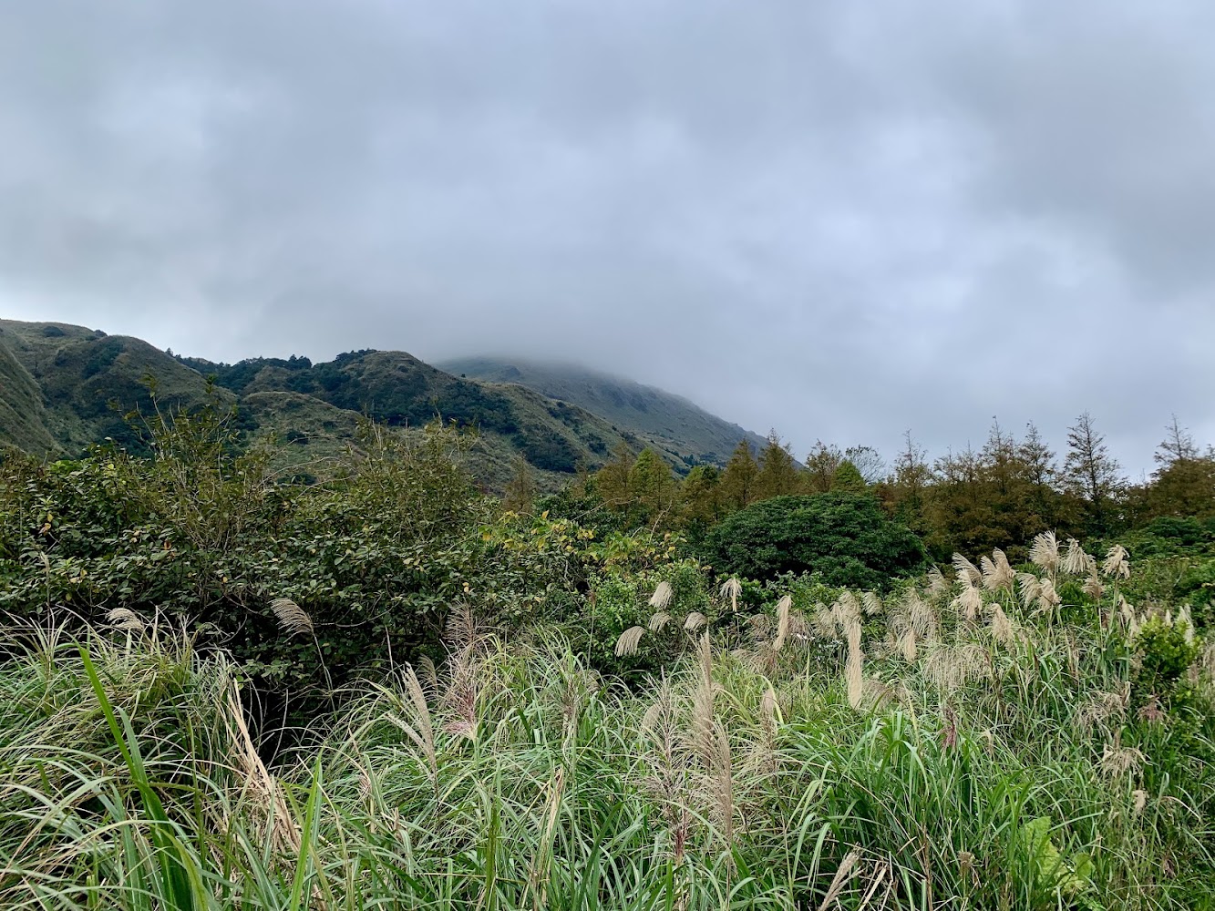 擎天崗山區植被與雲霧景色