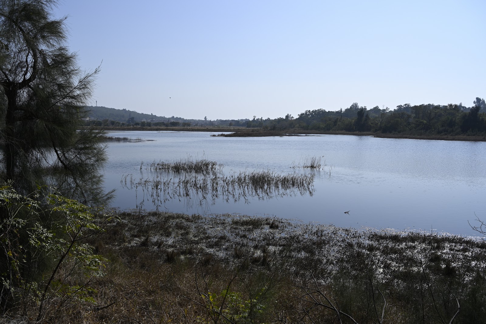 陵水湖平靜湖面，蘆葦叢與湖岸植被，四周樹木環繞