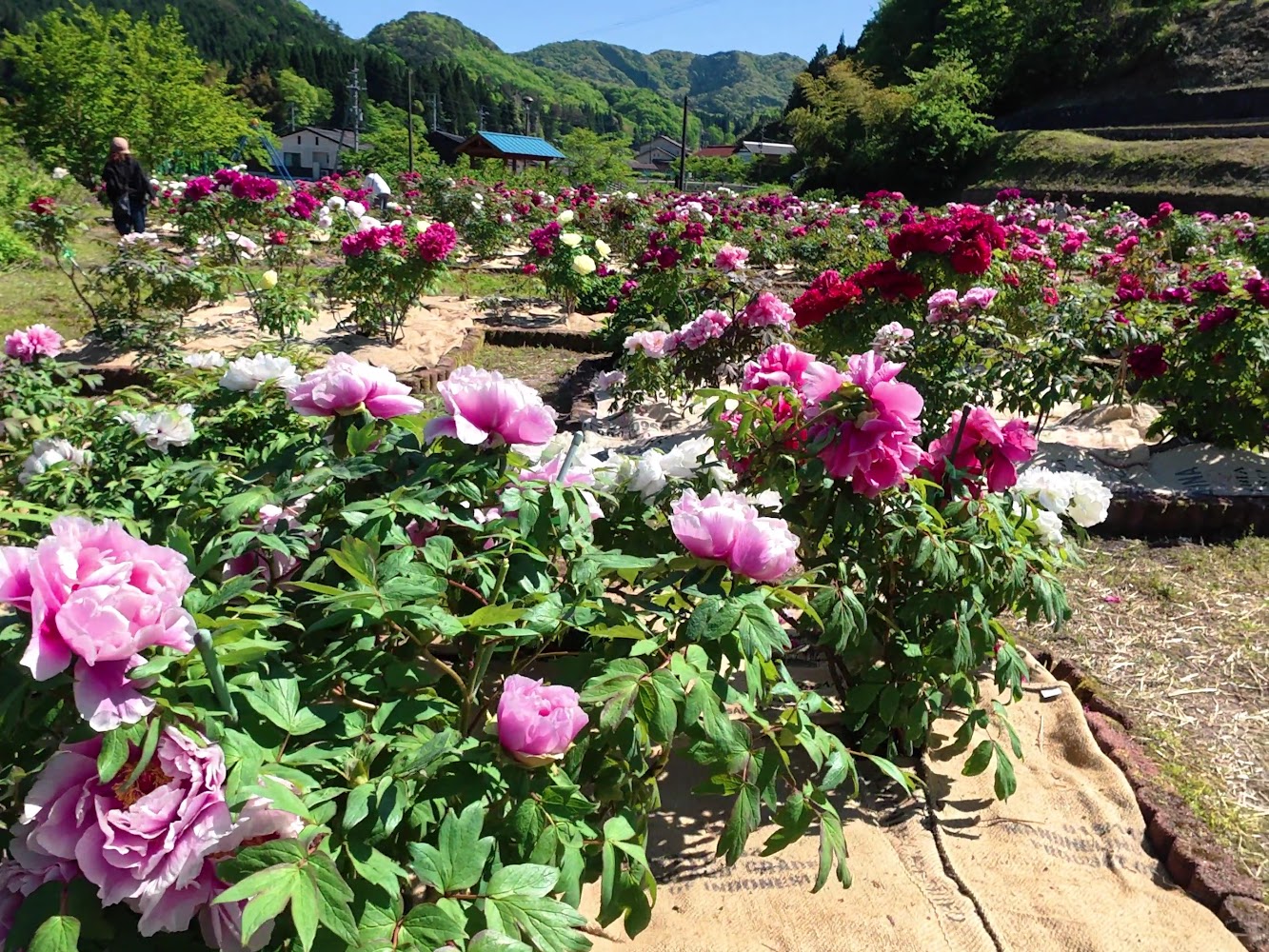 山景環繞的大面積牡丹花園
