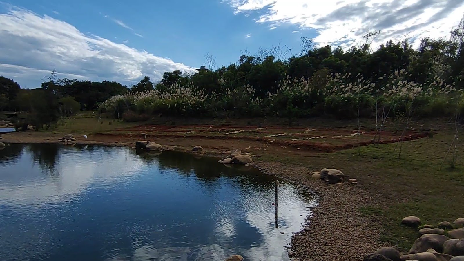 大湳森林公園 生態池 低水位 野草芒草 自然野趣