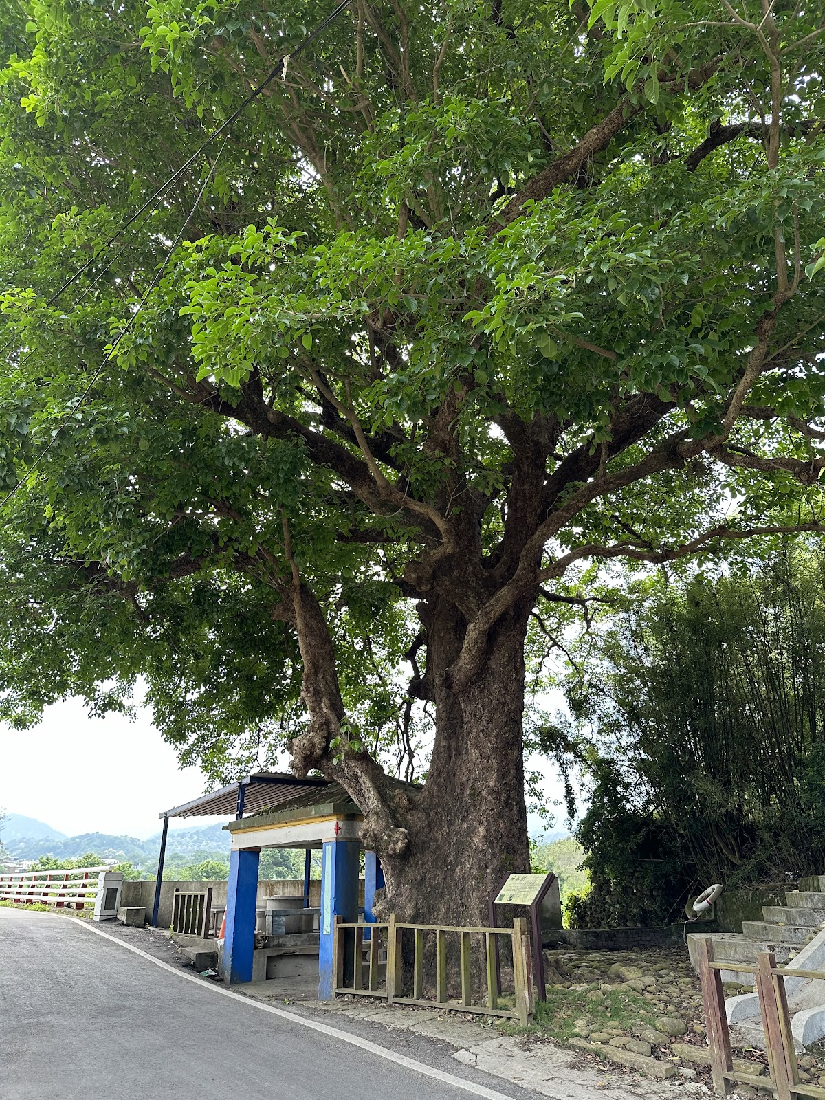 南山里百年老樹與伯公基座