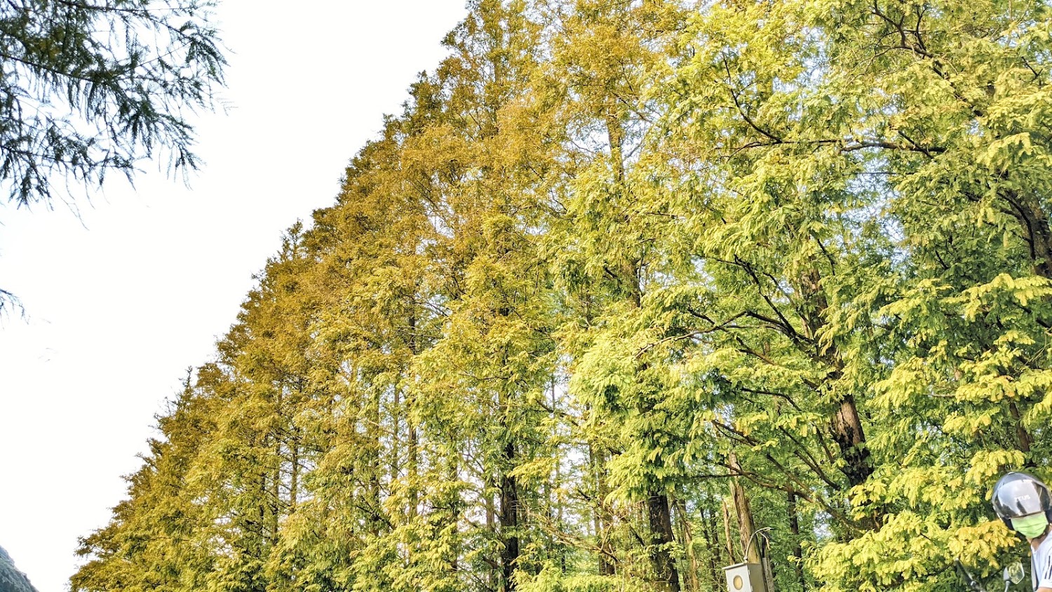 擎天崗整齊樹列景觀