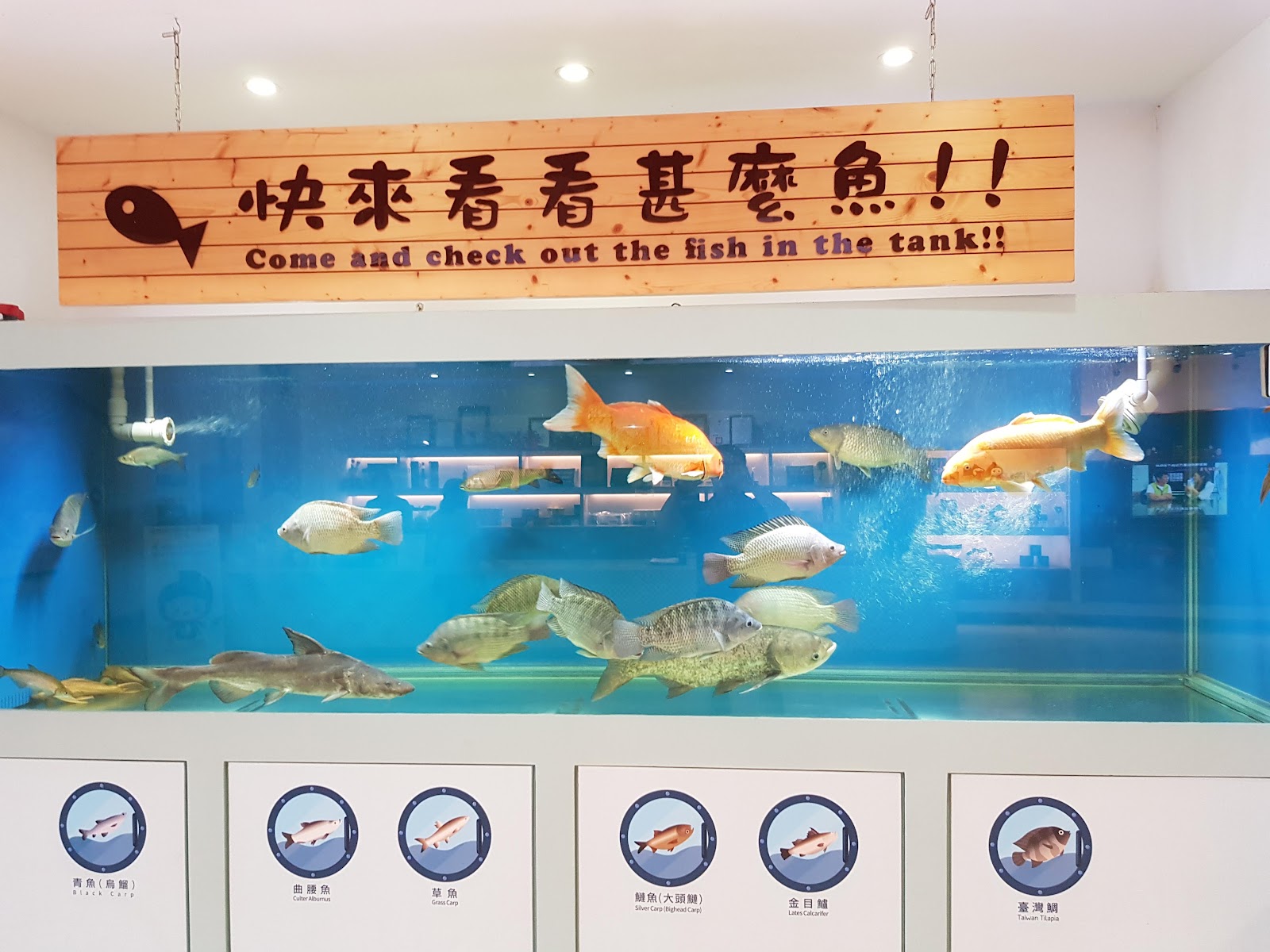 黃金蝙蝠生態館 館內魚缸生態展示區