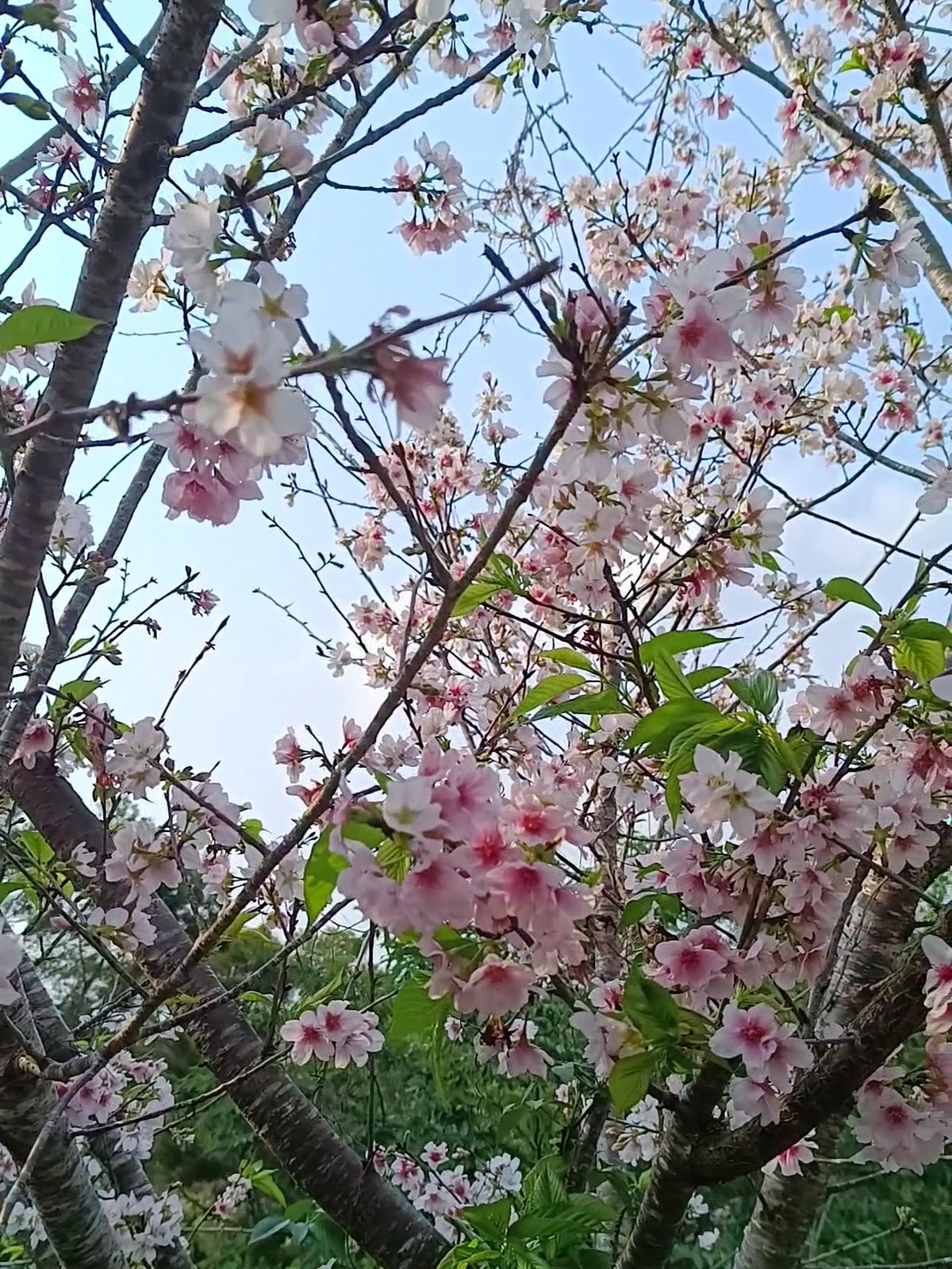 沙鹿忠貞路河津櫻花瓣近拍粉白相間嫩葉