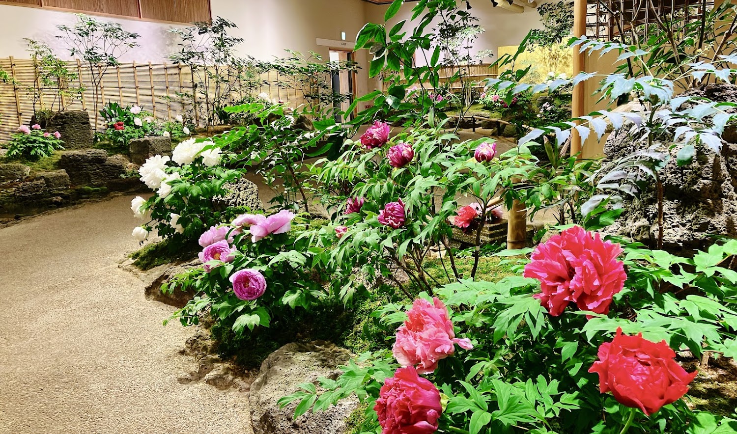 牡丹館室內多色牡丹展示