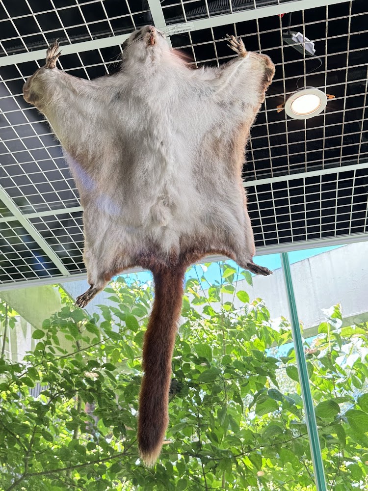 展館內飛鼠標本展示