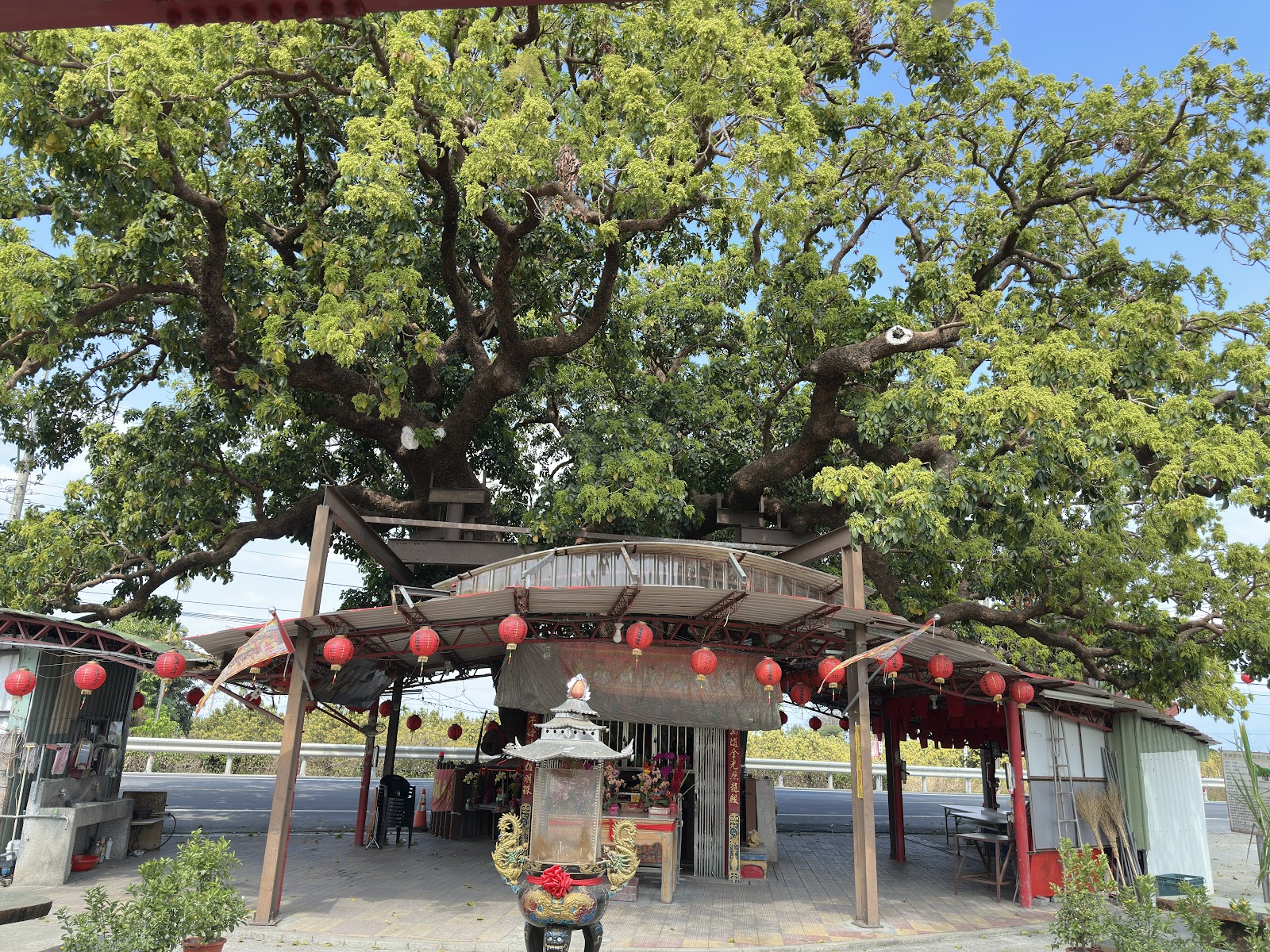 里港大樟樹掛滿紅燈籠,傳統廟埕景致