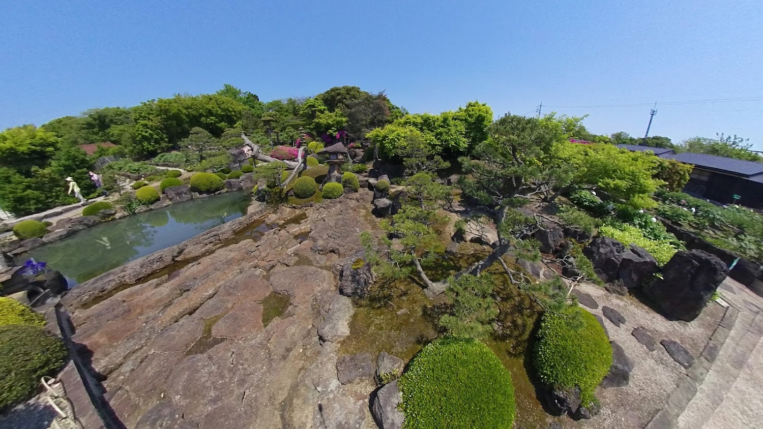 江島牡丹園庭園池塘與松樹