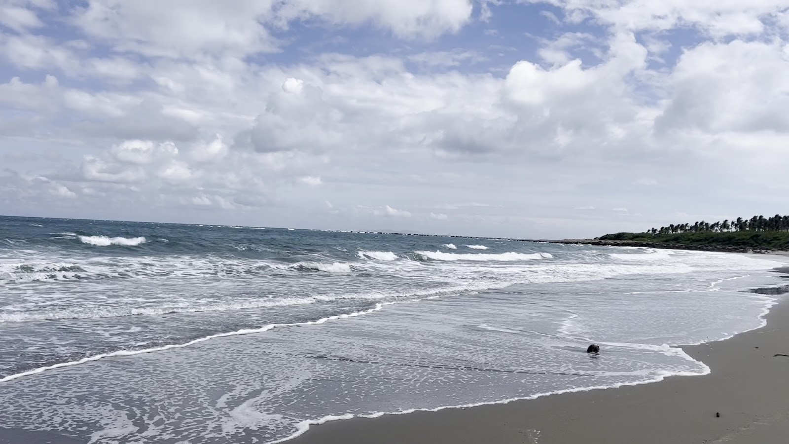台東杉原沙灘白色浪花拍打岸邊，椰子樹在遠方搖曳