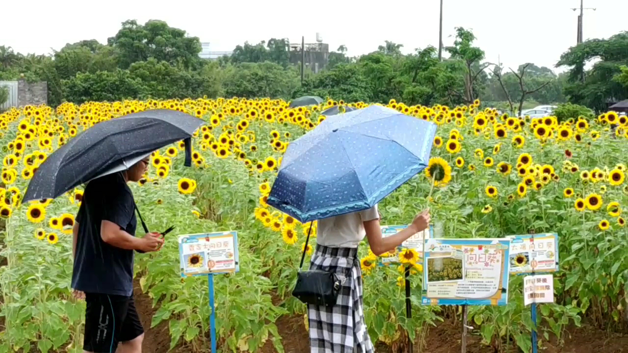 向陽休閒農場花田步道