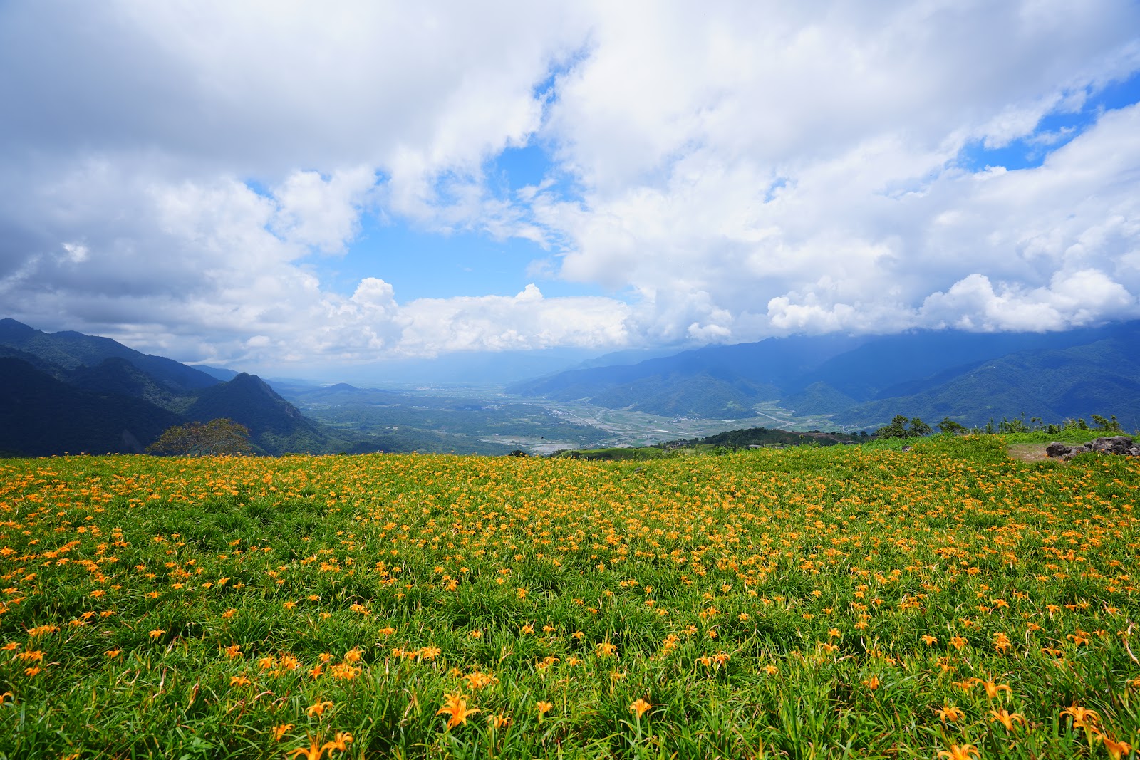 六十石山金針花海全景,橙色花朵鋪滿山坡,花東縱谷壯麗盡收眼底