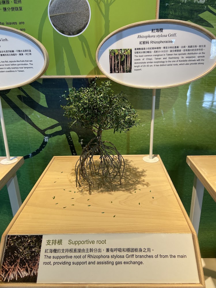 紅海欖支持根模型與說明