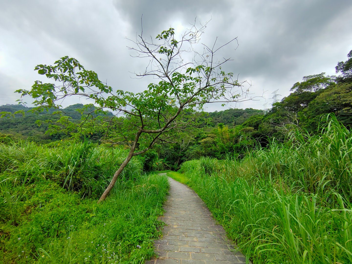 打鐵寮古道石板步道芒草夾道