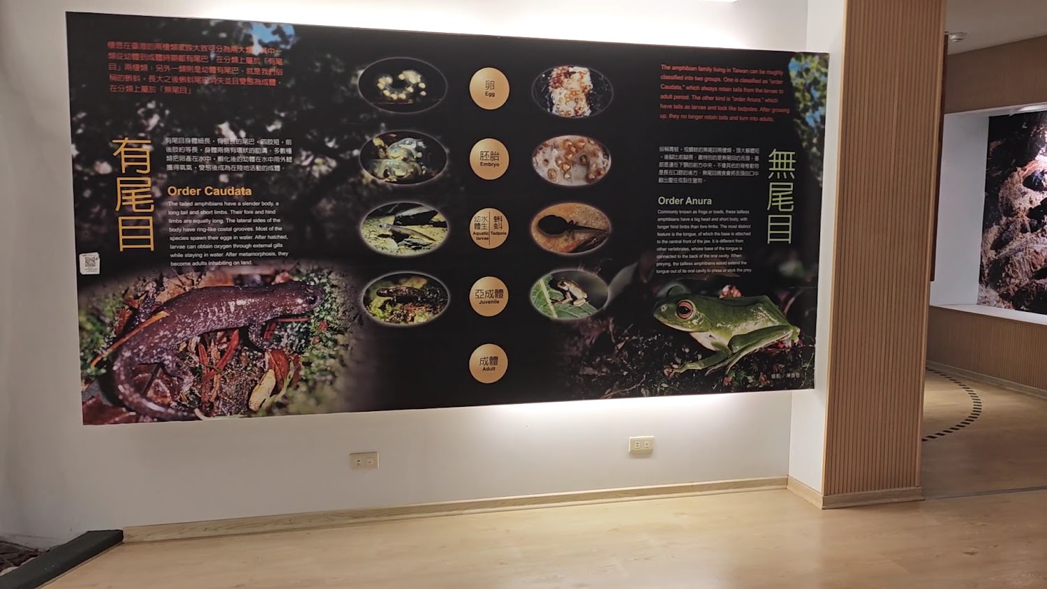 兩棲類有尾目與無尾目展示板