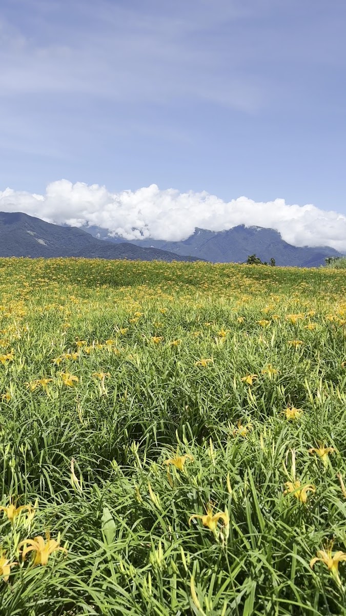 六十石山金針花田近景,橙黃色花朵綻放,中央山脈雄偉背景