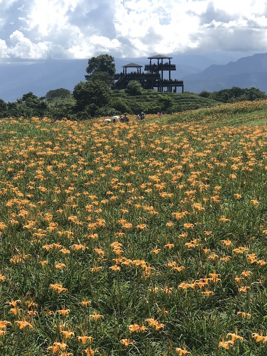 六十石山三層高架忘憂亭觀景台,金針花田在前,遊客登台觀賞