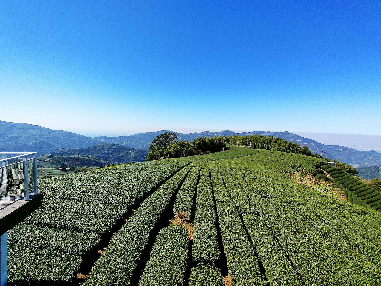 一三一四觀景台嘉義高山茶園山谷景觀