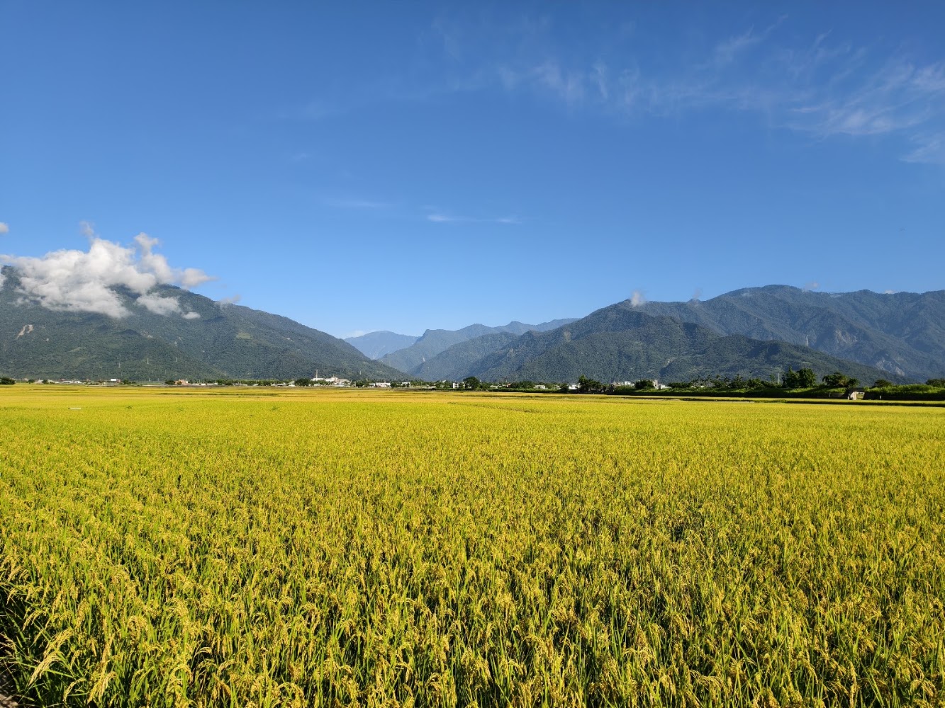 伯朗大道畫框周邊金黃色稻田與山景