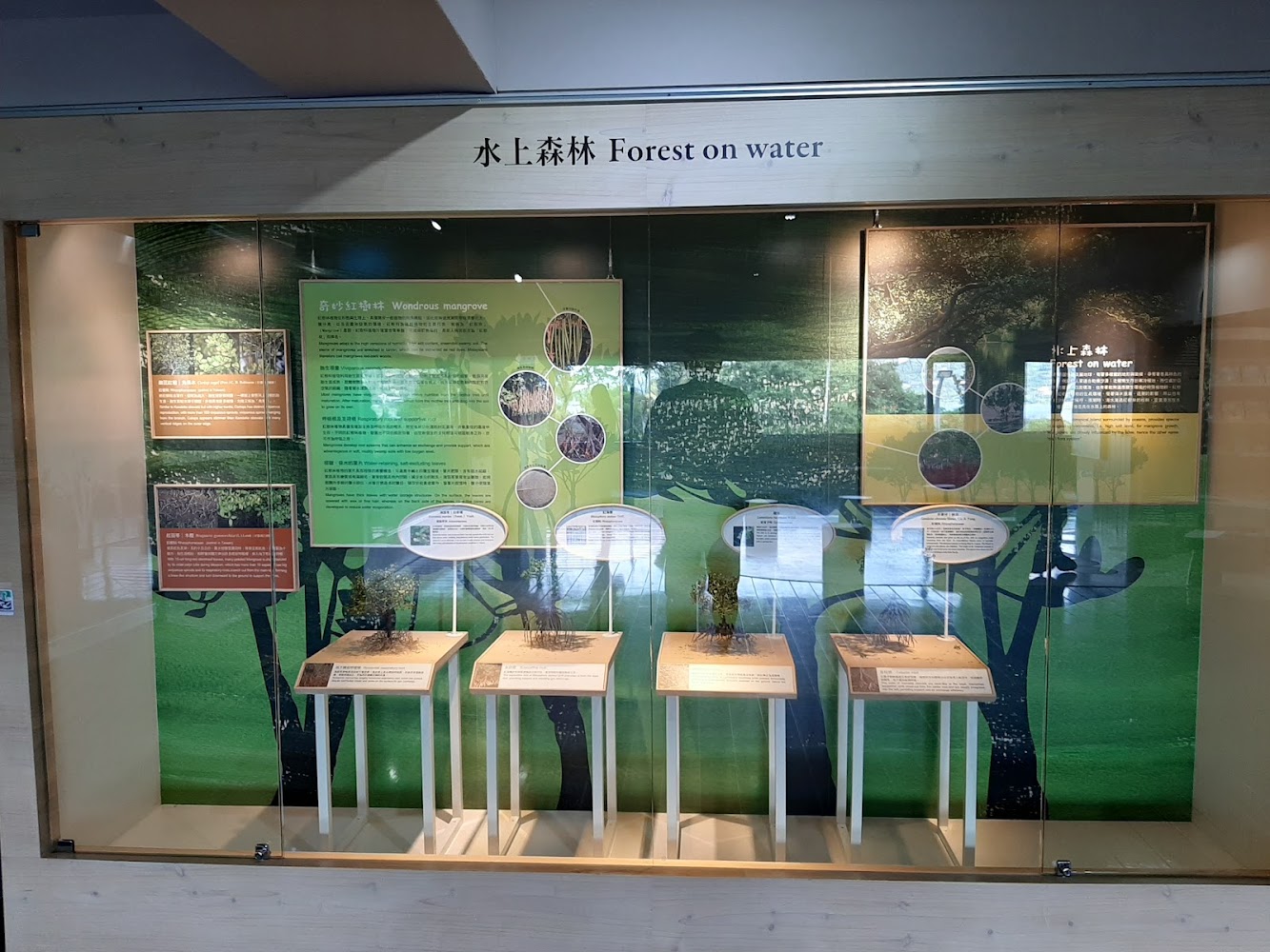 水上森林展覽櫃與紅樹植物根部模型