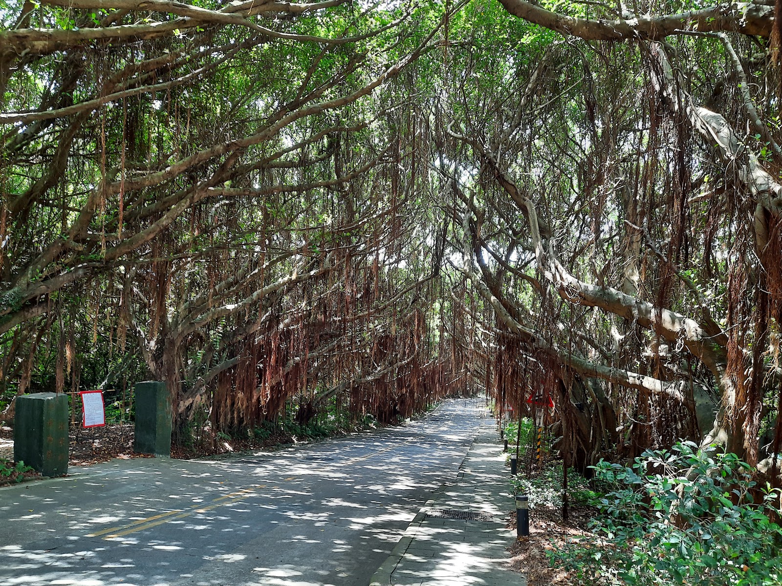有容路榕樹隧道，兩側榕樹枝葉交織成綠色隧道