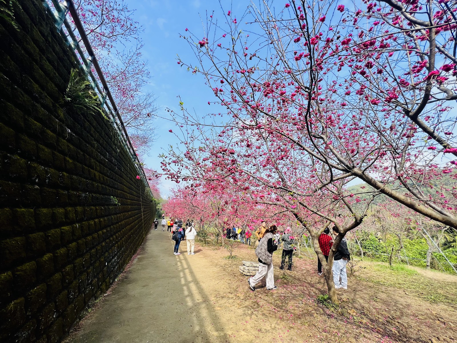 半天岩櫻花秘境粉紅櫻花步道 嘉義番路賞櫻景點