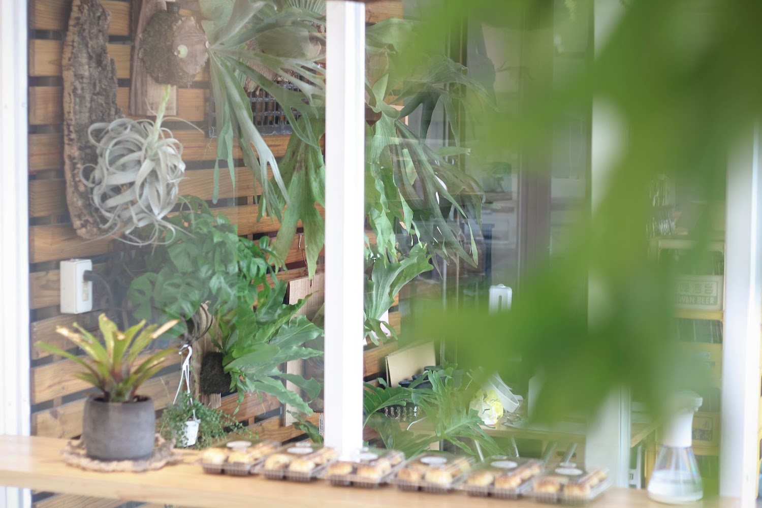 室內擺滿綠色植物與桌上小點心