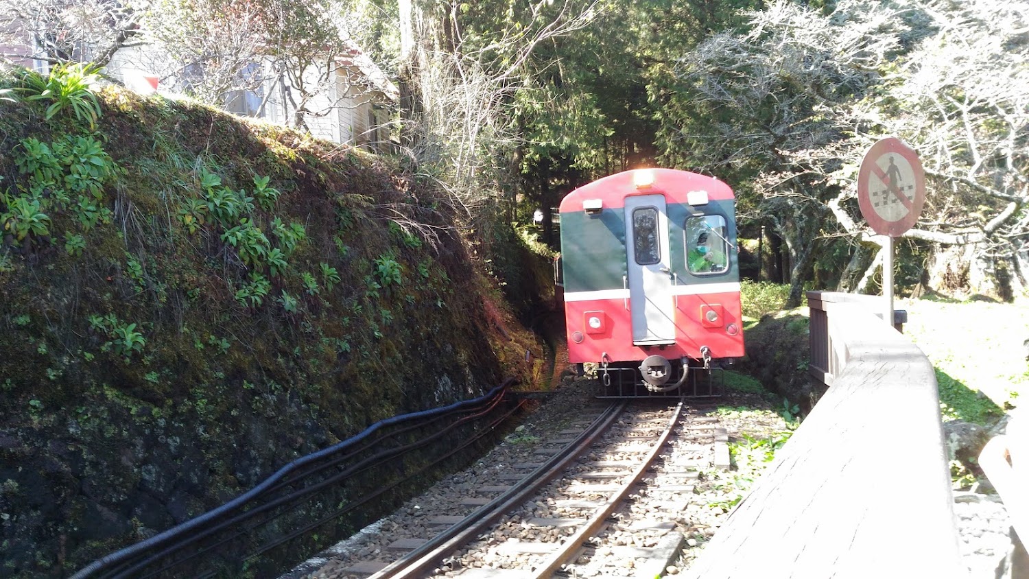 紅色窄軌列車行駛於阿里山森林鐵路沿線