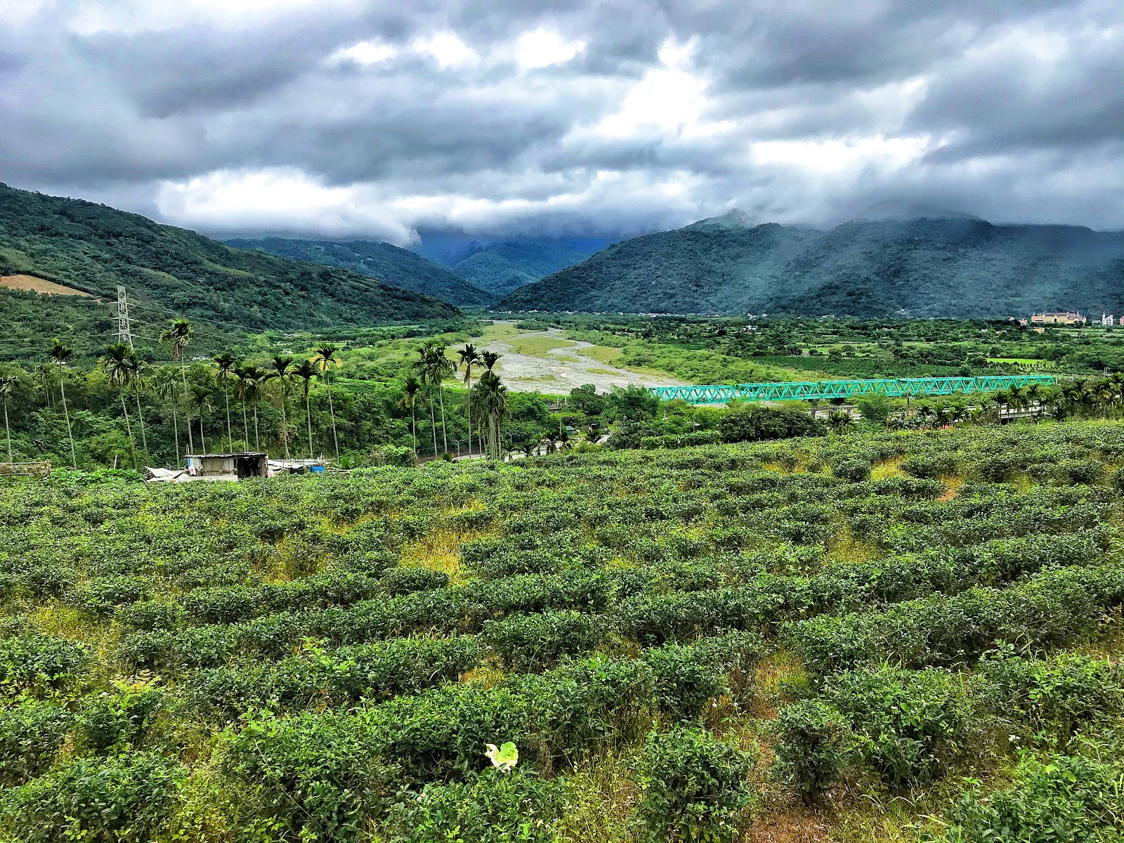 舞鶴台地茶園與遠方縱谷山景