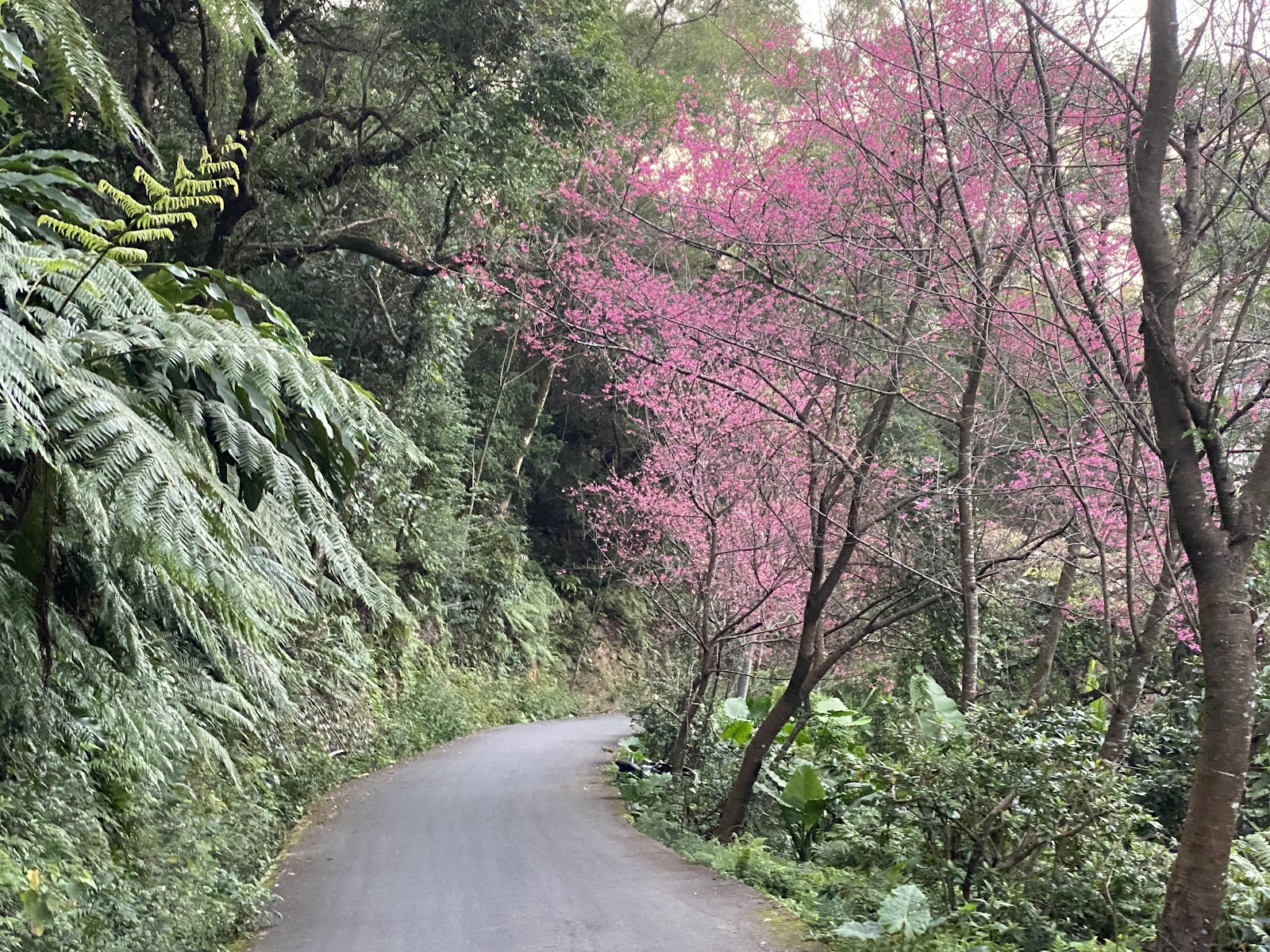 通往打鐵寮古道白石山產業道路山櫻花夾道