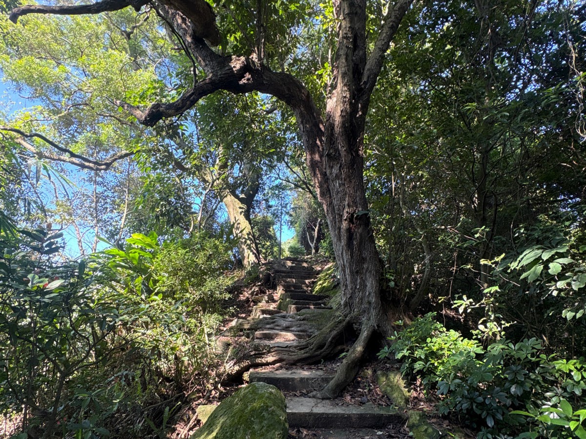 大同山登山步道樹根盤繞岩石山徑