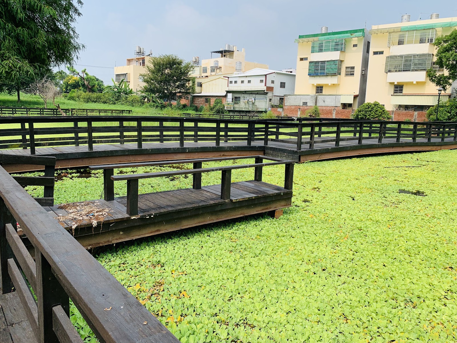 雙心池塘木棧道與浮萍覆蓋水面