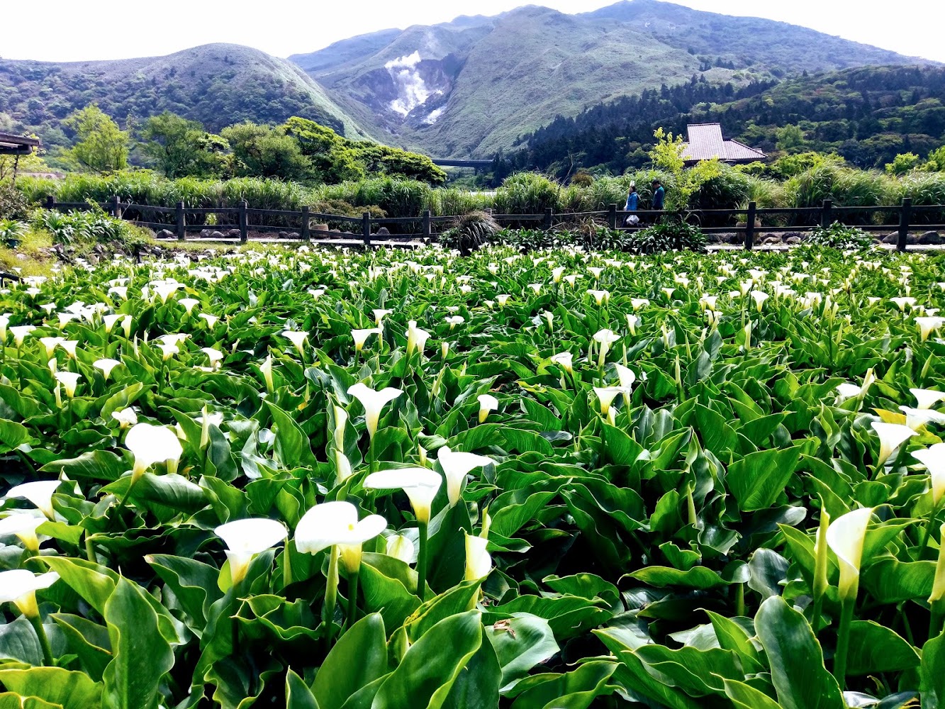 竹子湖海芋花田