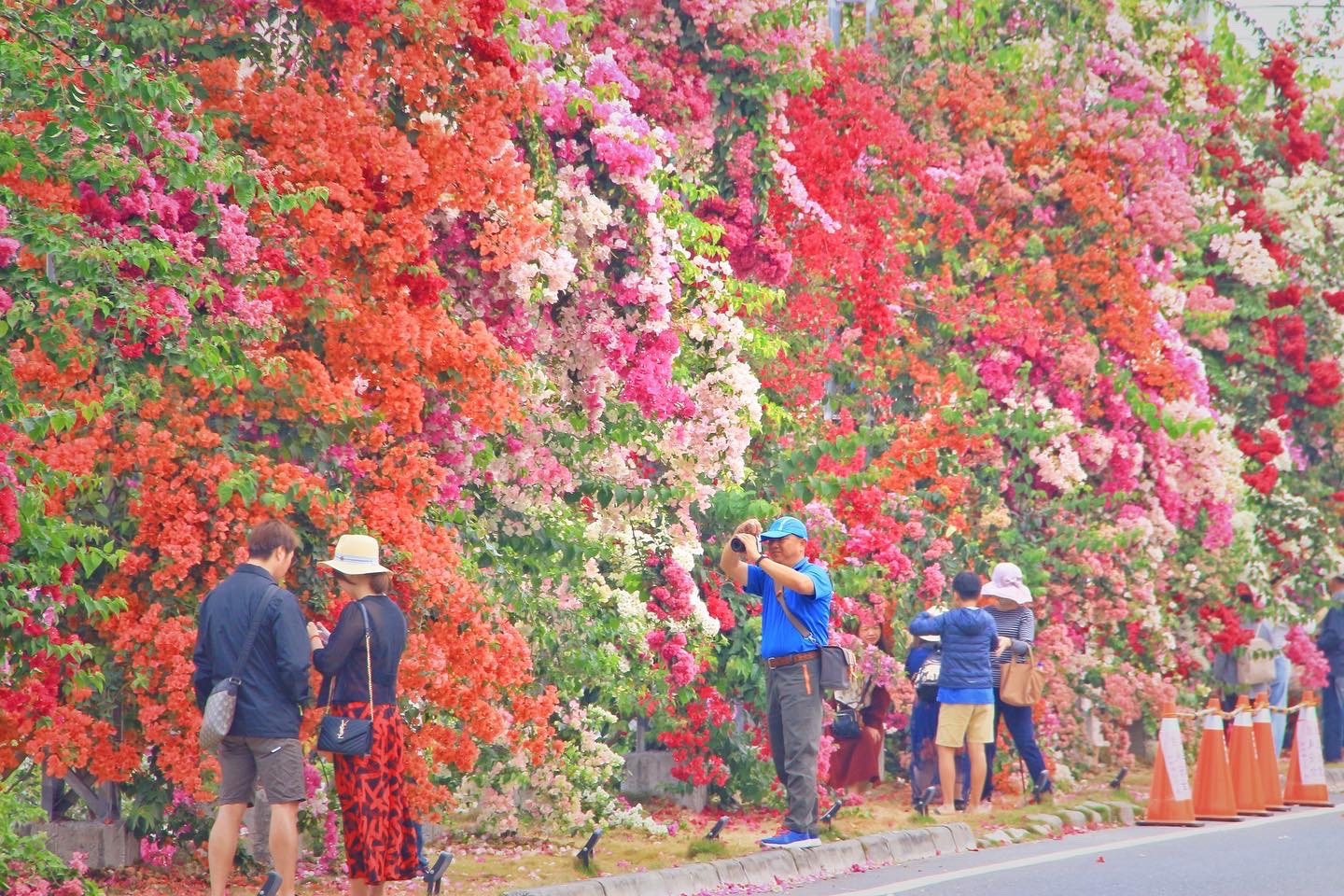 田中九重葛花牆遊客拍照打卡人潮