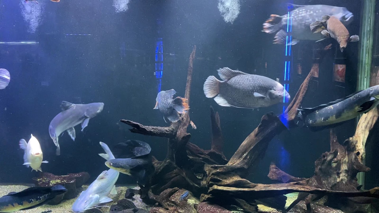 農業科技園區觀賞水族展示廳大型淡水魚水族缸
