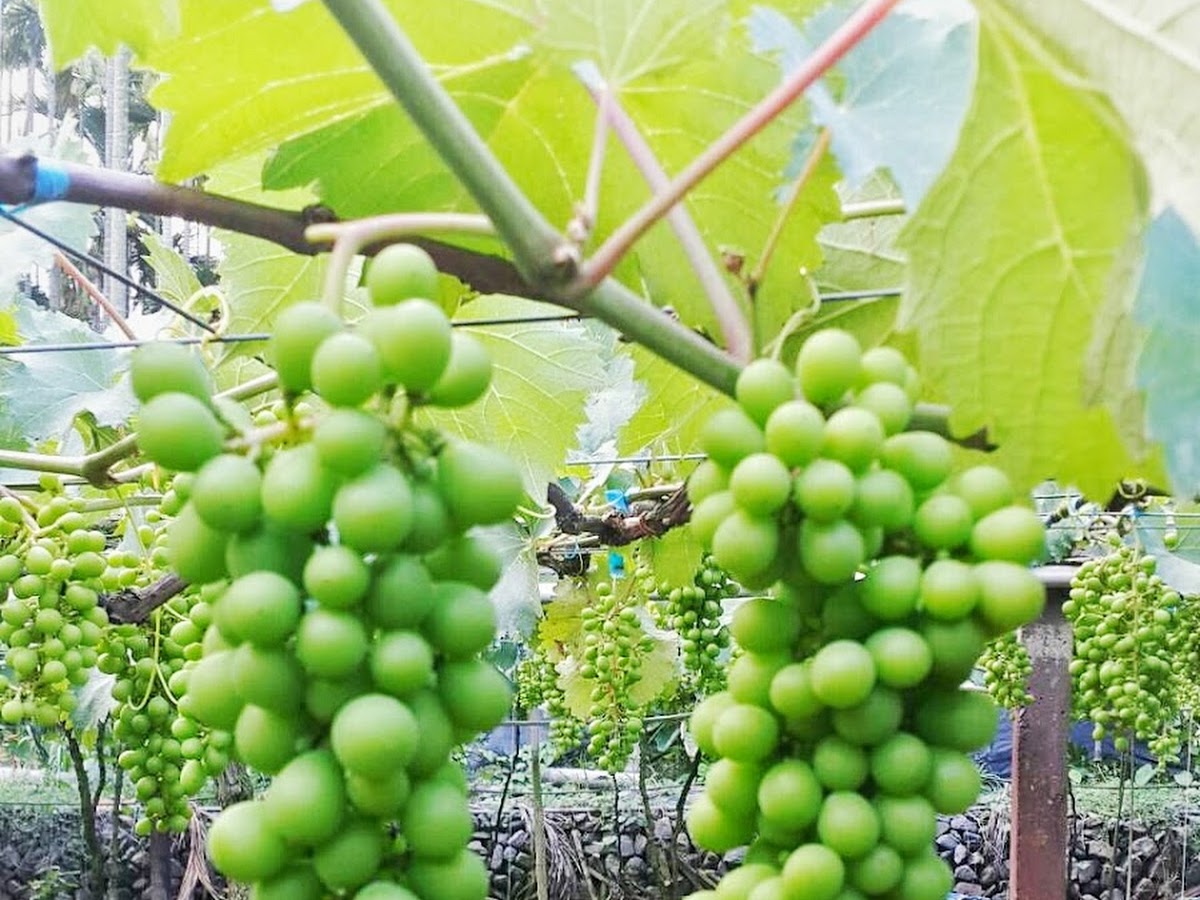 巨峰葡萄青綠色未熟果串