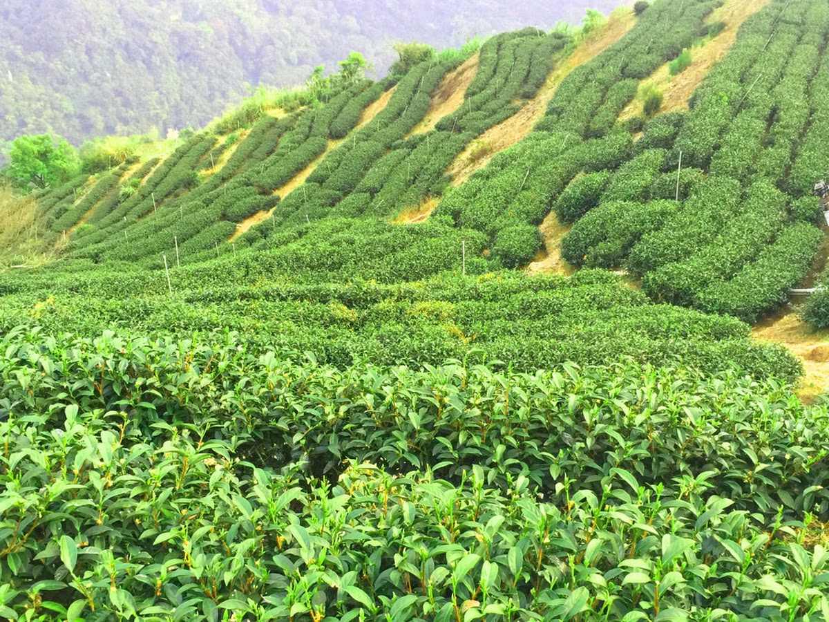 舞鶴台地茶園梯田景觀