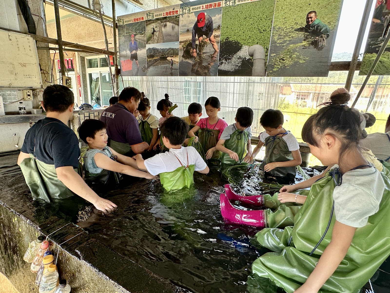 一群孩子挽起褲管站在野蓮池中,跟著老闆學習彎腰採摘野蓮的親子體驗活動