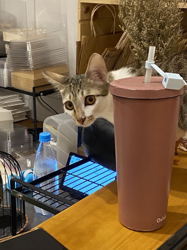 常果子店內可愛貓咪探頭張望，桌上有粉紅色隨行杯