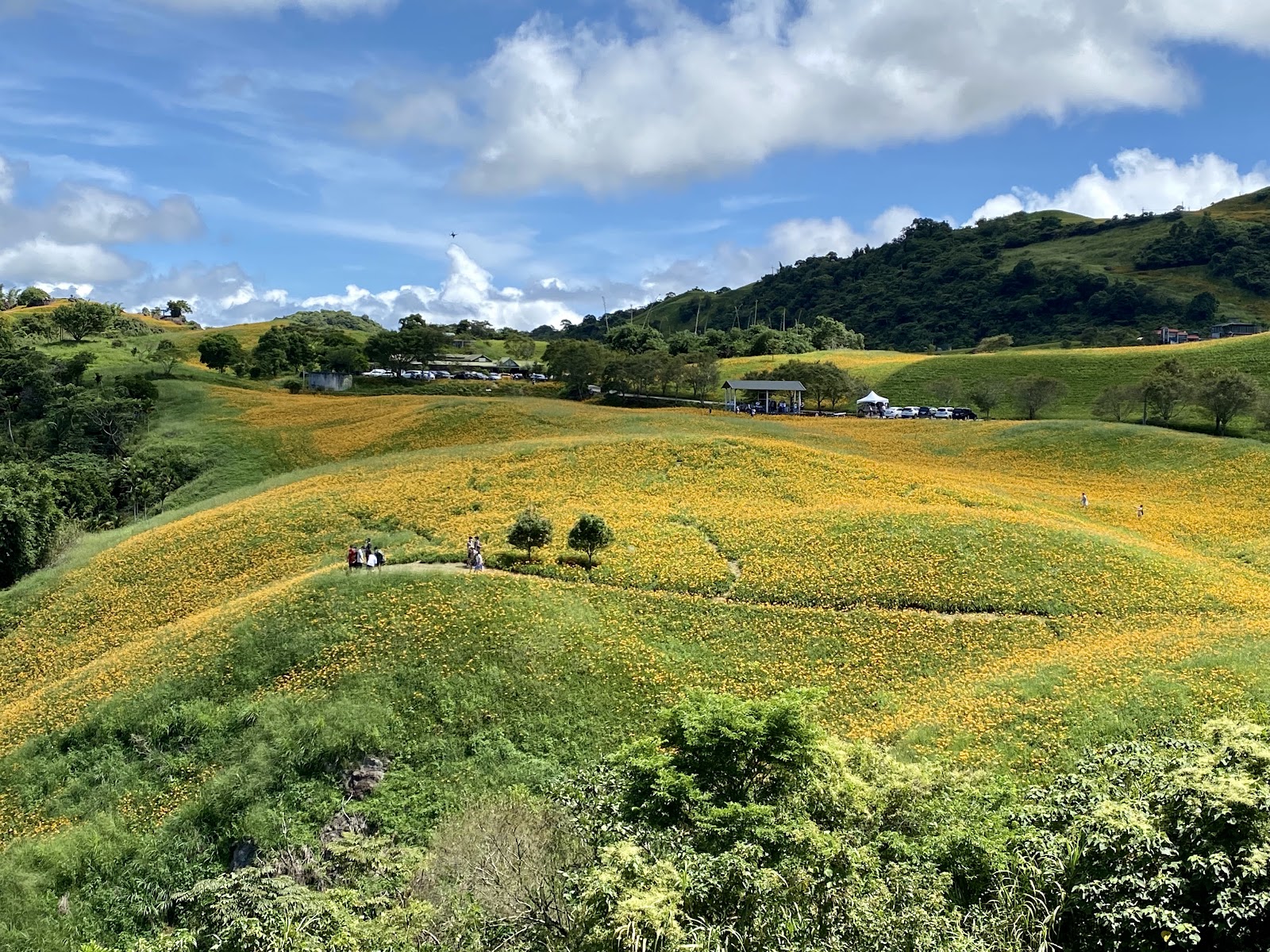 六十石山金針花田全區俯瞰,金黃花海與停車場涼亭