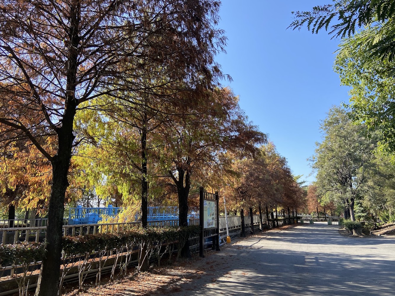 農田水利環境教育園區落羽松步道景色